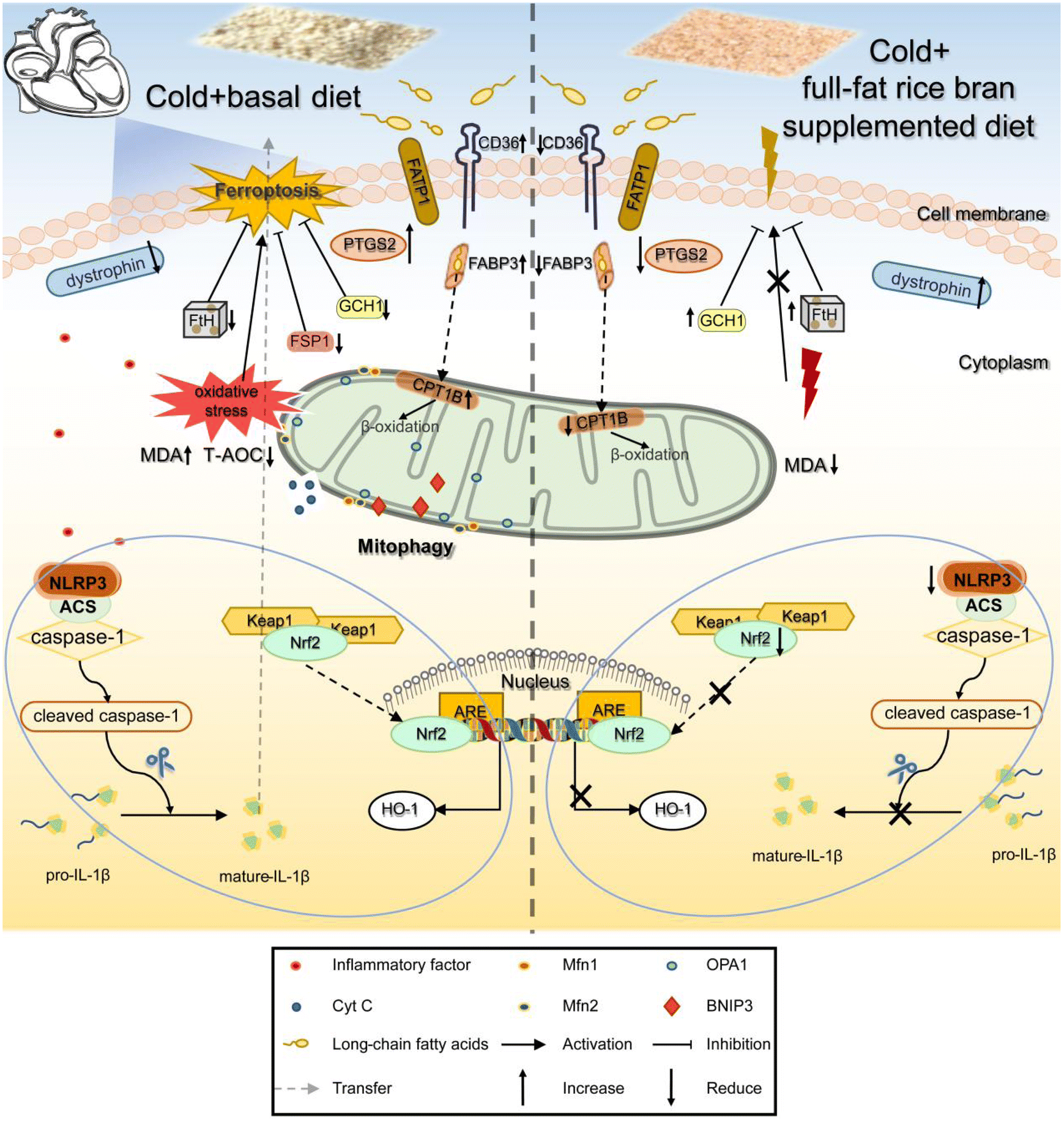 Ren Dietary full-fat rice bran prevents the risk of heart ferroptosis