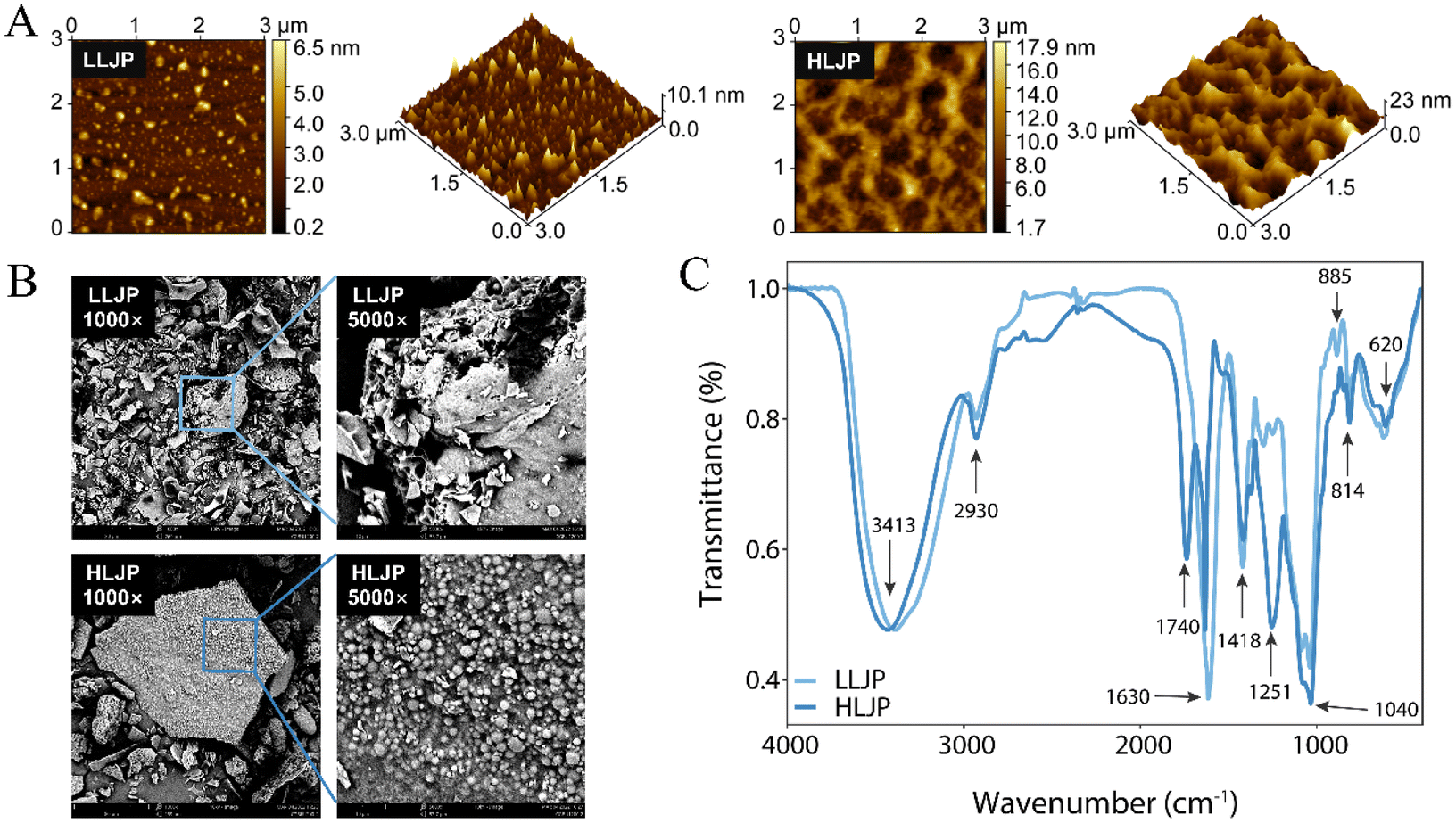 In vitro effects of two polysaccharide fractions from