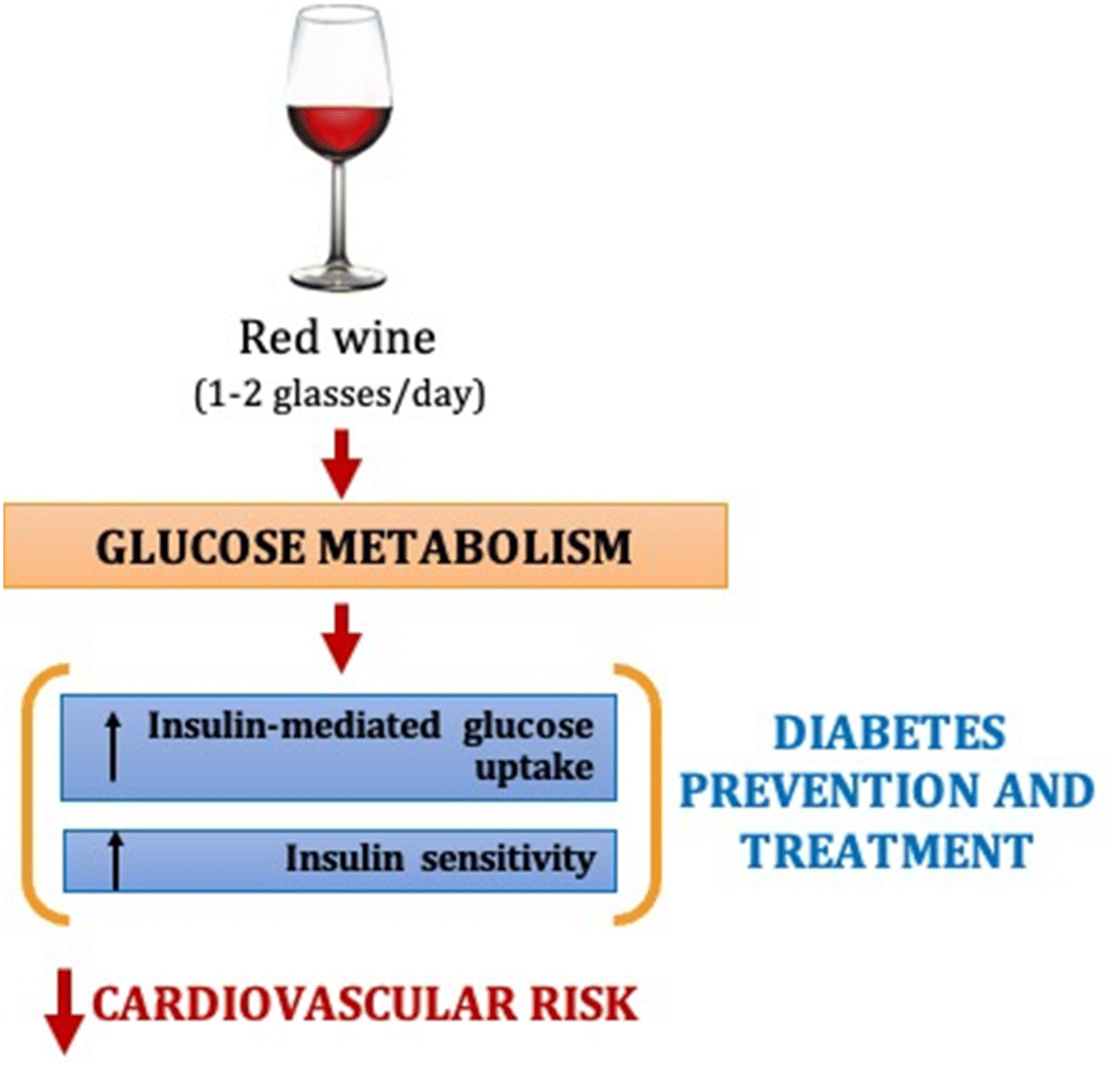Is there a correlation between acute and chronic red wine intake
