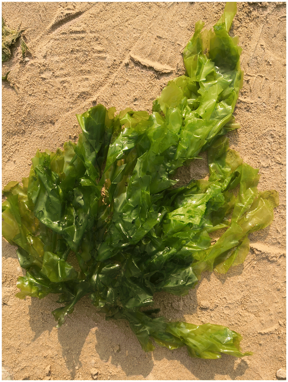 817 Alga Wakame Stock Photos, High-Res Pictures, and Images