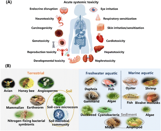 What toxicity types are there?