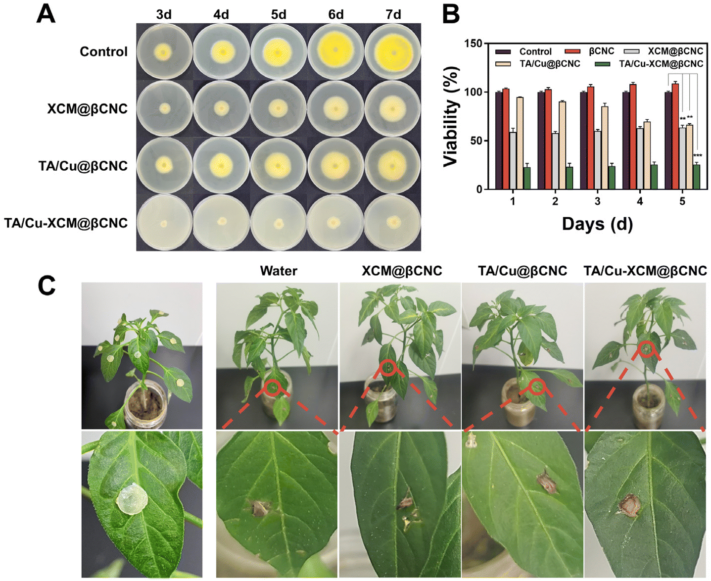 Frontiers Beyond Cellulose Pharmaceutical Potential For Bioactive