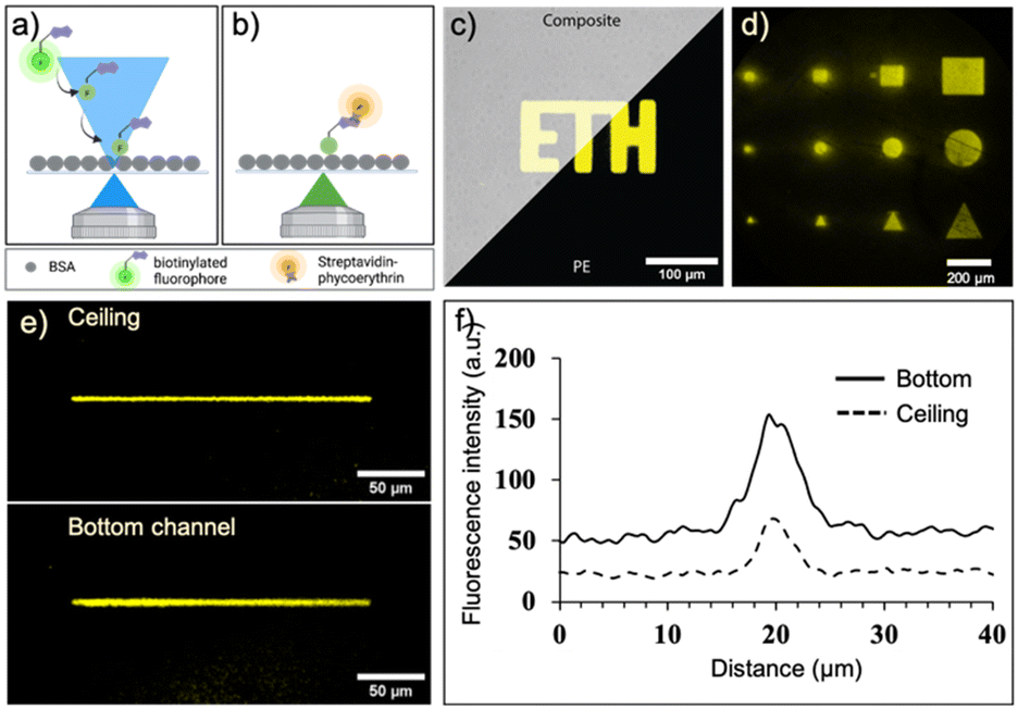 Immobilization of the IgG and Prostate Specific Antigen (PSA) on SU-8