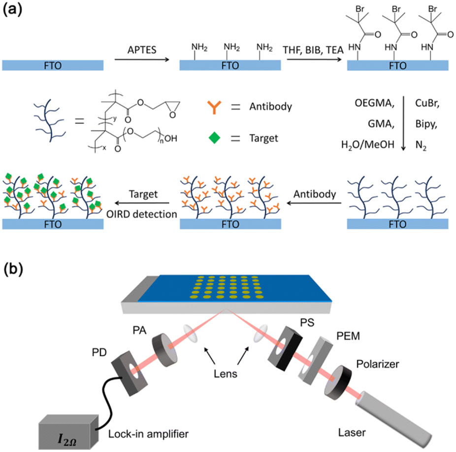 Non-fouling polymer brush grafted fluorine-doped tin oxide enabled optical  and chemical enhancement for sensitive label-free antibody microarrays -  Lab on a Chip (RSC Publishing) DOI:10.1039/D3LC00042G