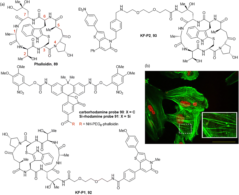 AzuFluorTM 483-Bpin: Azulene-Based Fluorescent Probe for ROS/RNS small  molecule (tool compound)