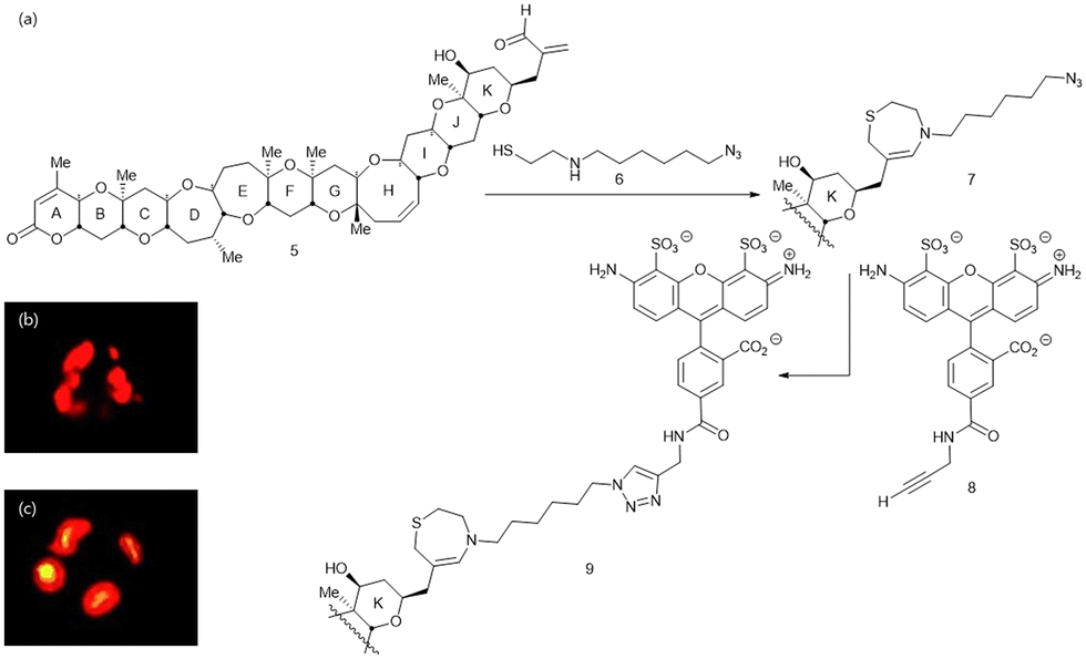 AzuFluorTM 483-Bpin: Azulene-Based Fluorescent Probe for ROS/RNS small  molecule (tool compound)
