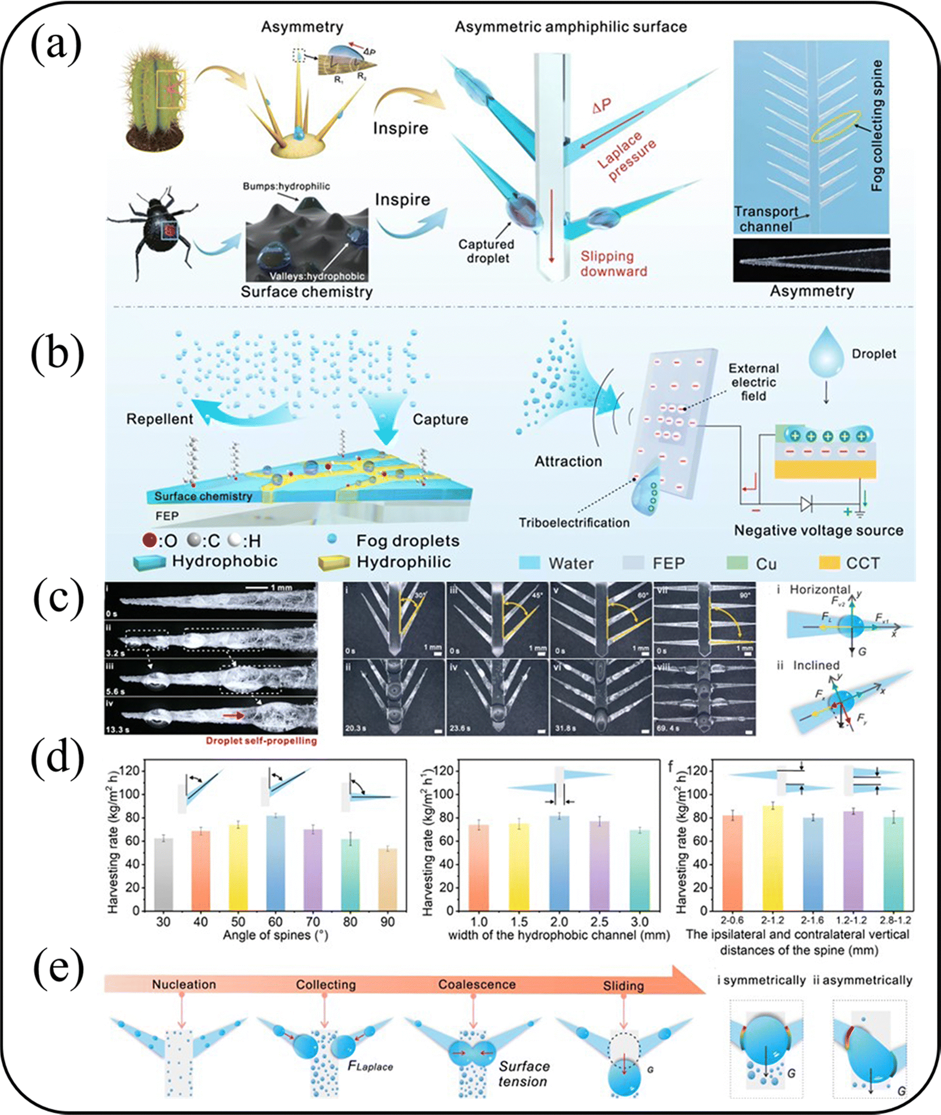 Research progress of bionic fog collection surfaces based on special  structures from natural organisms - RSC Advances (RSC Publishing)  DOI:10.1039/D3RA04253G