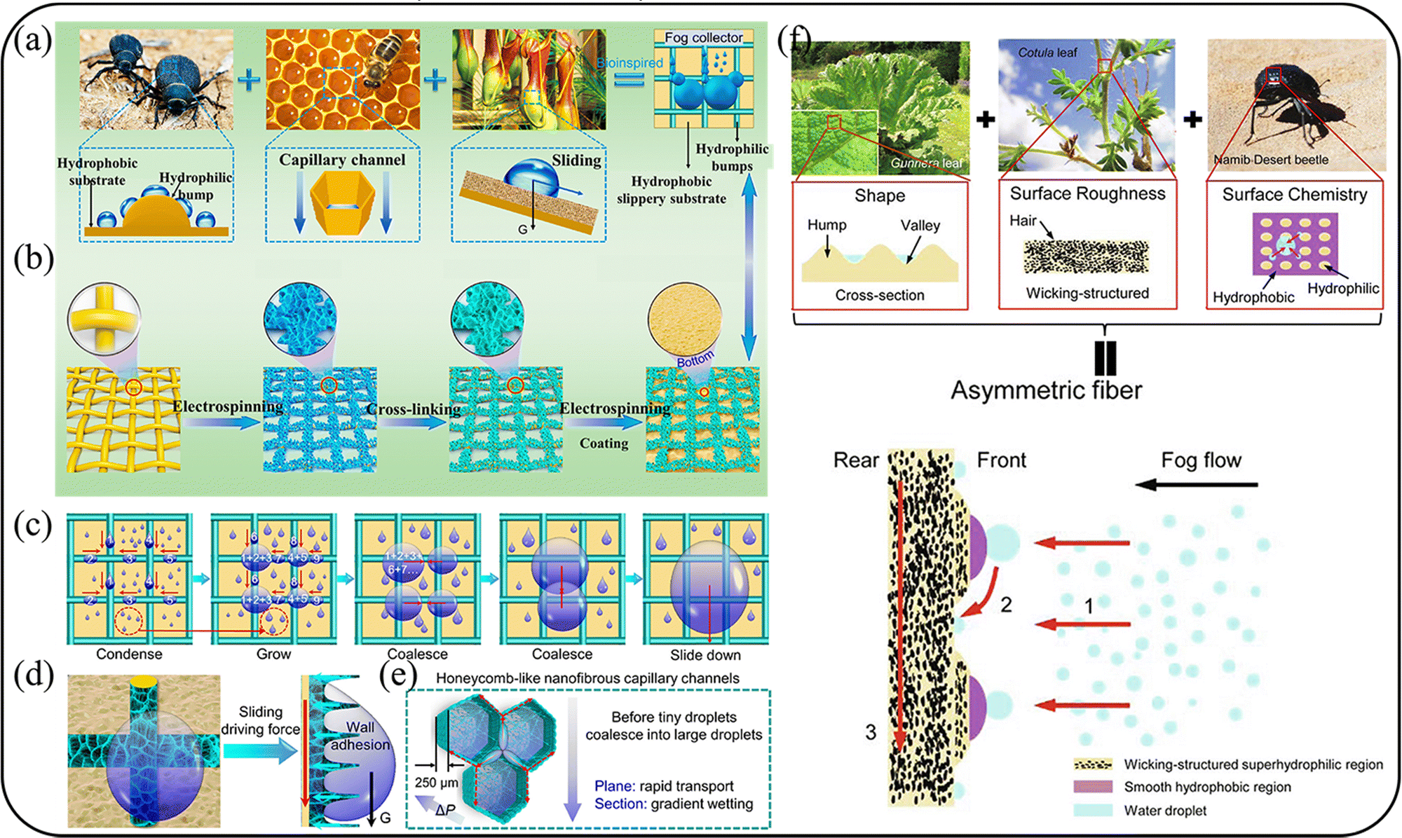 Research progress of bionic fog collection surfaces based on special  structures from natural organisms - RSC Advances (RSC Publishing)  DOI:10.1039/D3RA04253G