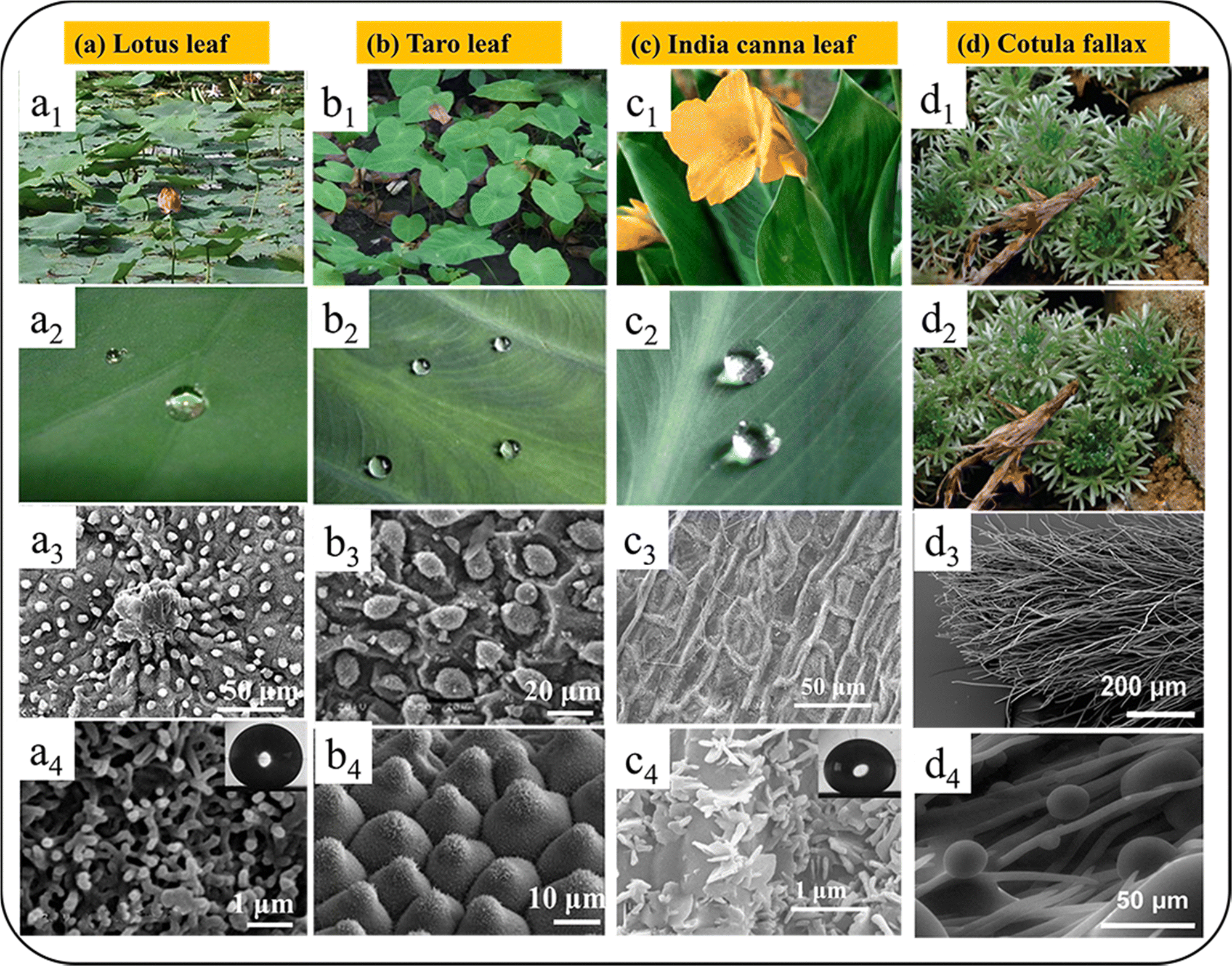 Research progress of bionic fog collection surfaces based on special  structures from natural organisms - RSC Advances (RSC Publishing)  DOI:10.1039/D3RA04253G