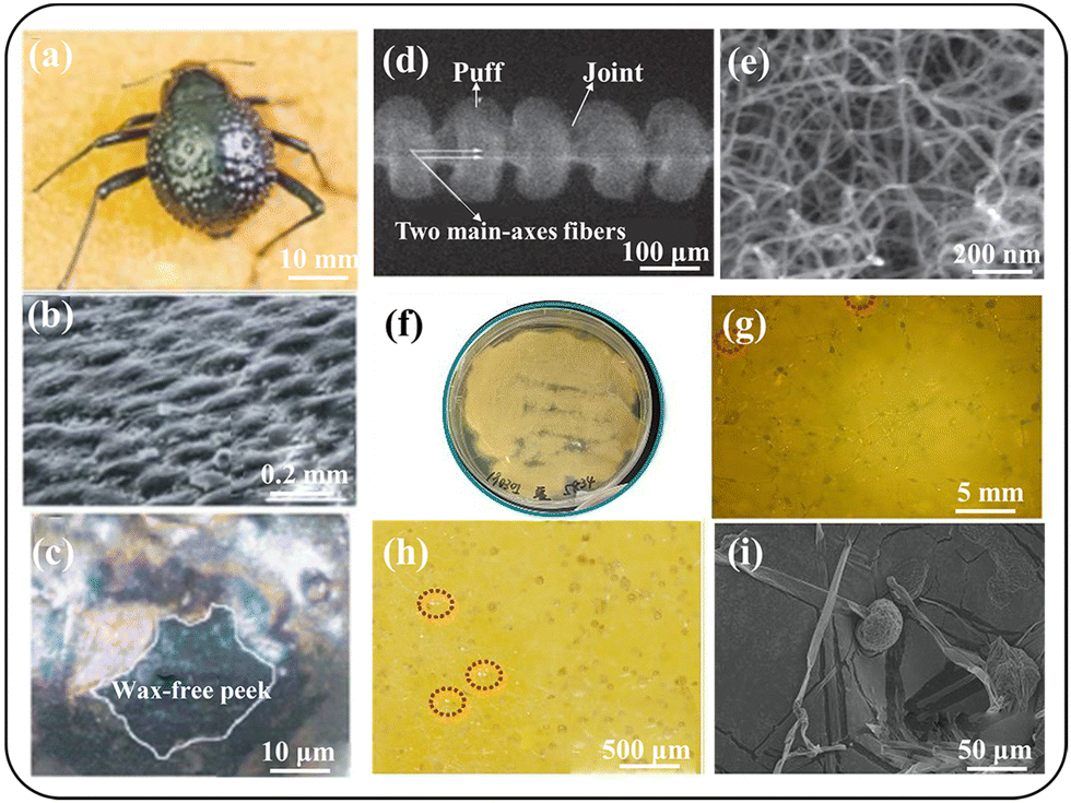 Research progress of bionic fog collection surfaces based on special  structures from natural organisms - RSC Advances (RSC Publishing)  DOI:10.1039/D3RA04253G