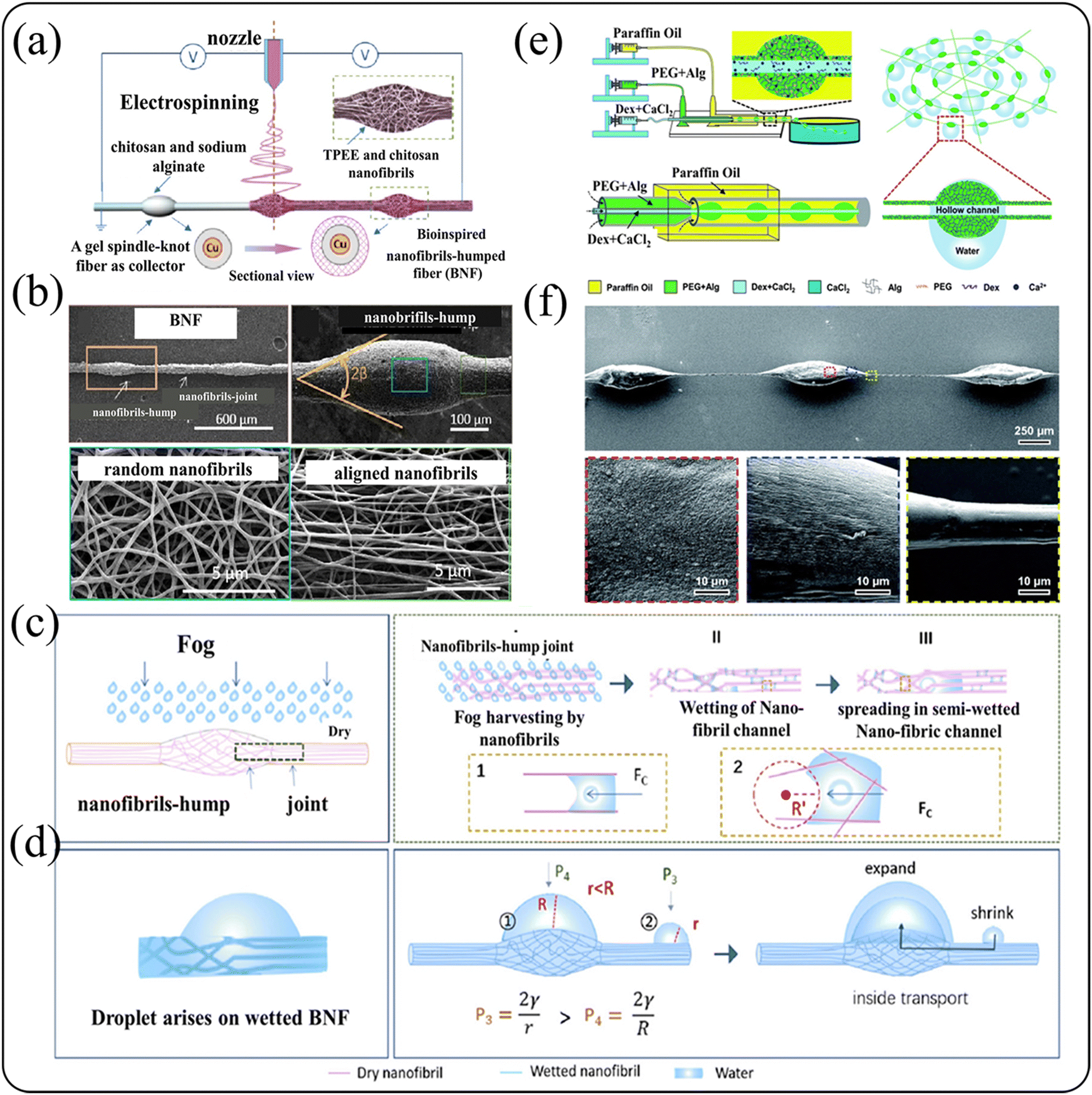 Research progress of bionic fog collection surfaces based on special  structures from natural organisms - RSC Advances (RSC Publishing)  DOI:10.1039/D3RA04253G