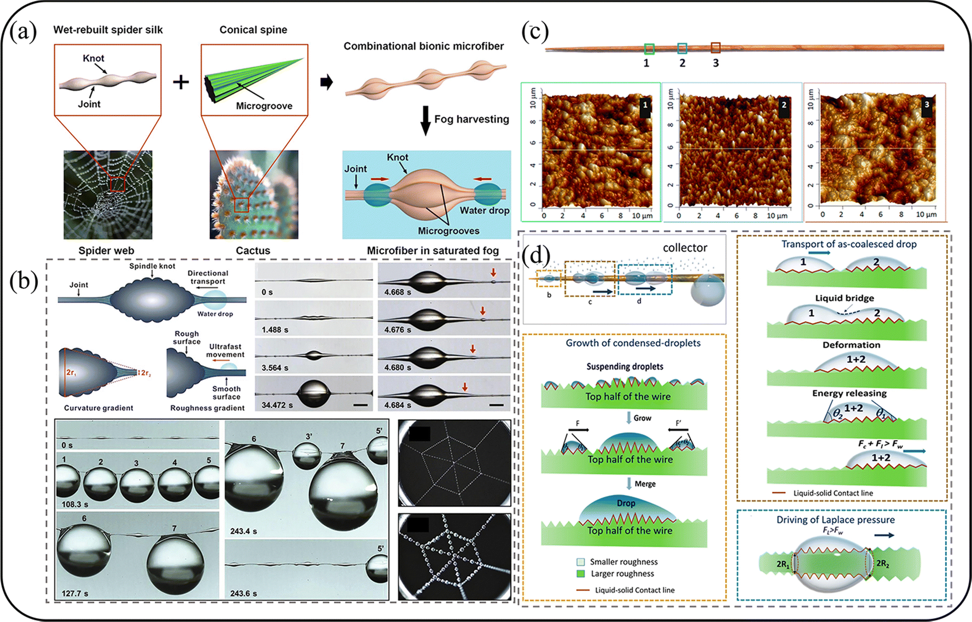 Research progress of bionic fog collection surfaces based on special  structures from natural organisms - RSC Advances (RSC Publishing)  DOI:10.1039/D3RA04253G