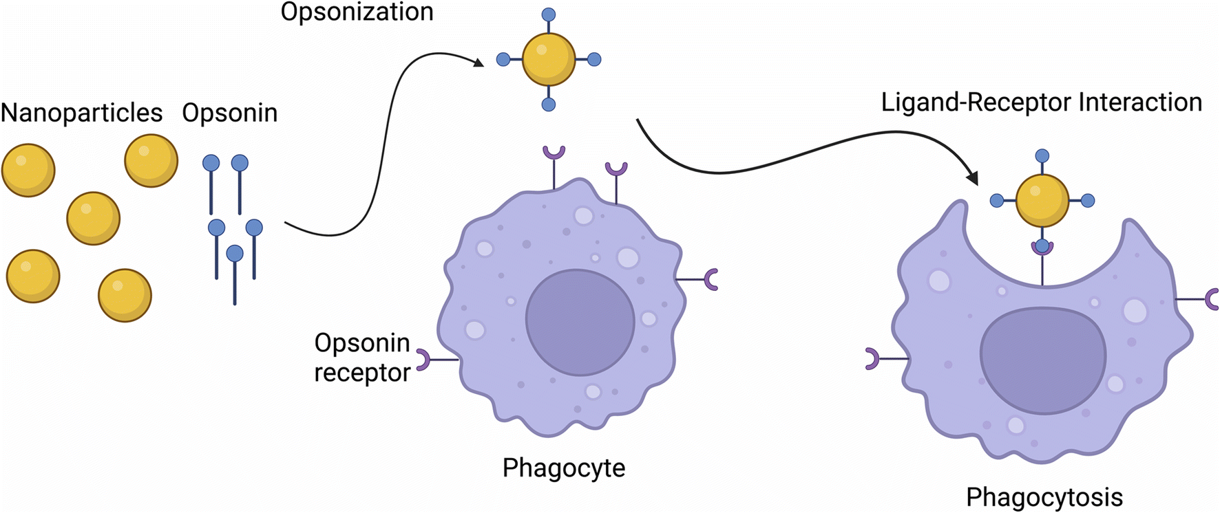 Commonly used techniques for in vivo testing with NPs, which may lead