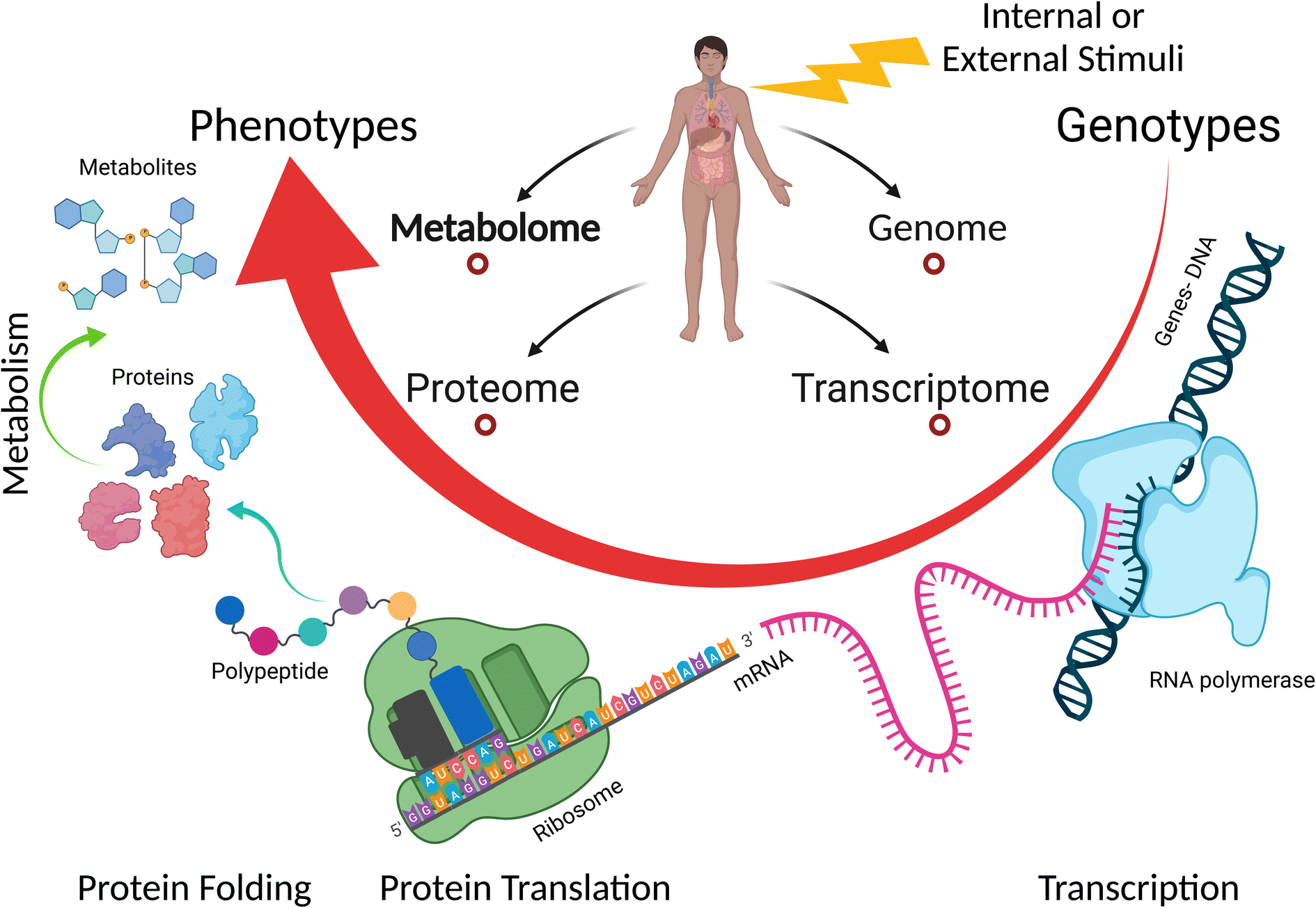 The dynamics and interactions between the skin metabolome