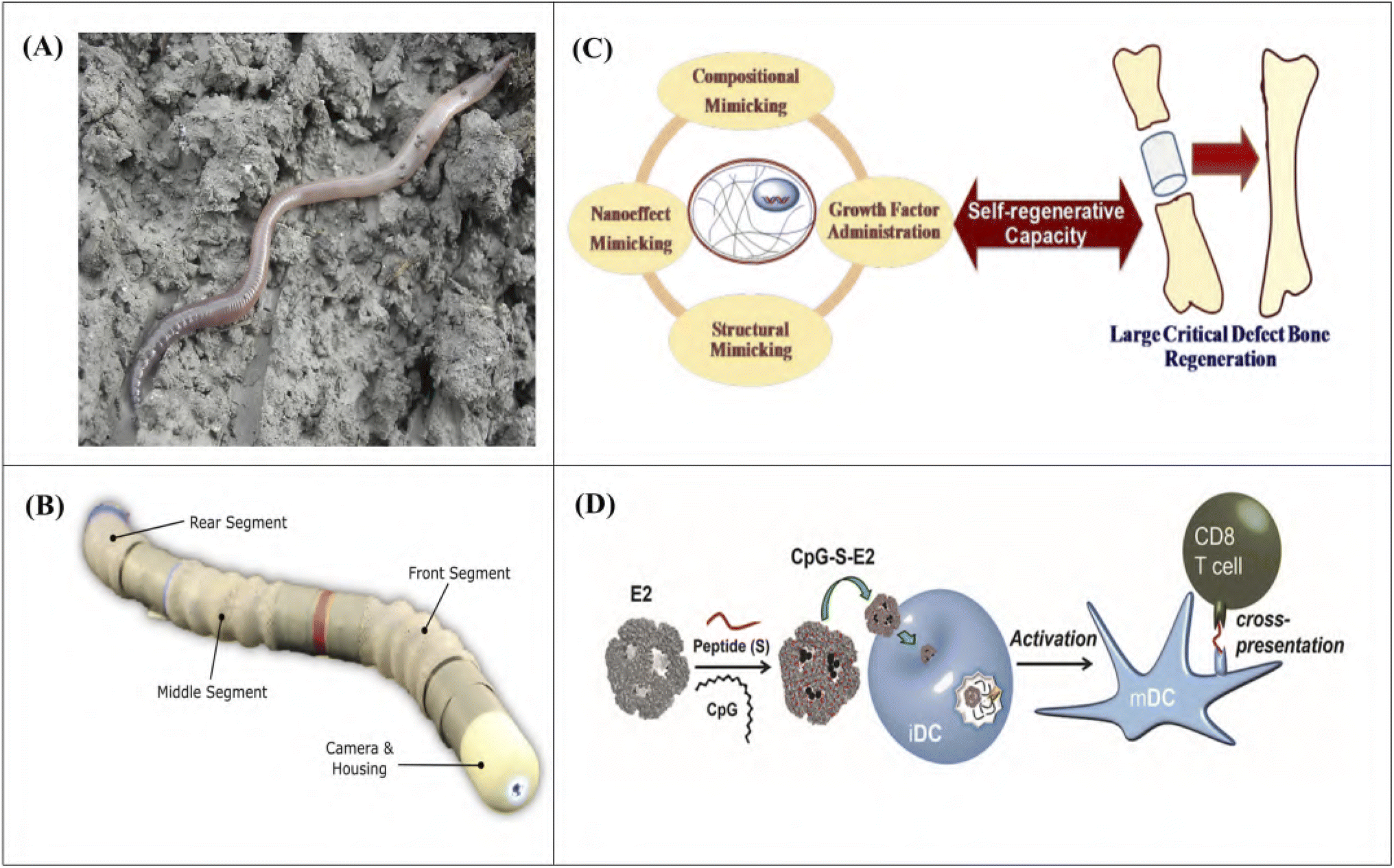 Reconstructed Ribs - Earthworm Express