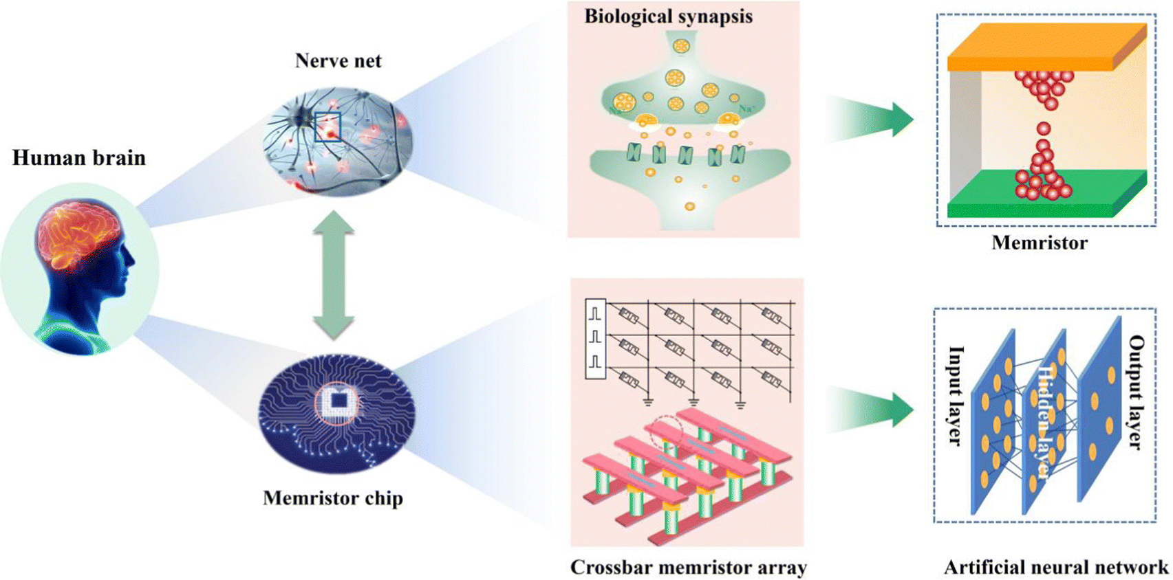 Frontiers  Synaptic Plasticity in Memristive Artificial Synapses