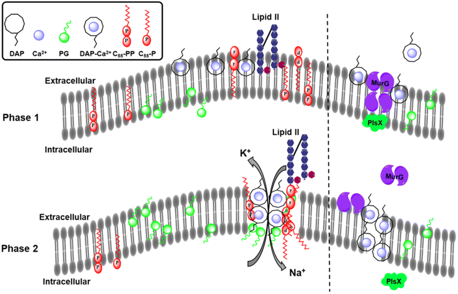 Structural diversity, biosynthesis, and biological functions Structural diversity, biosynthesis, and biological functions