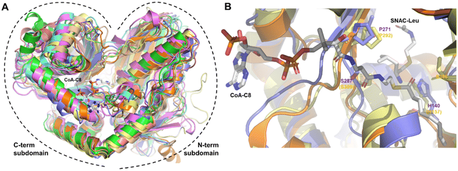 Structural diversity, biosynthesis, and biological functions of 