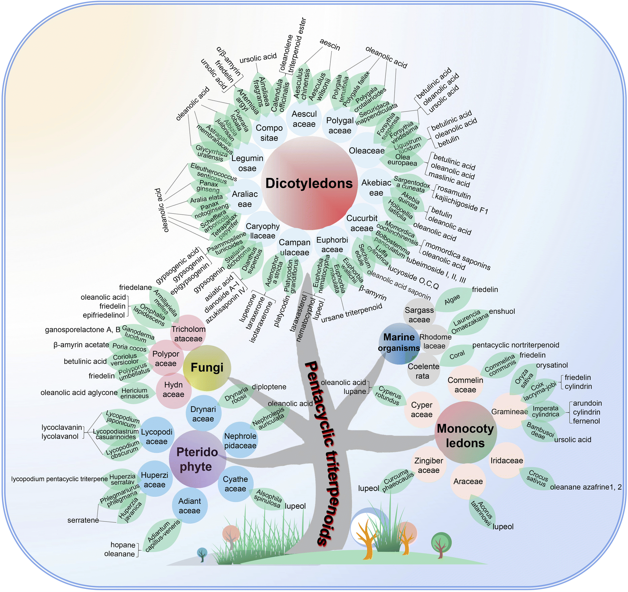 Natural products of pentacyclic triterpenoids: from