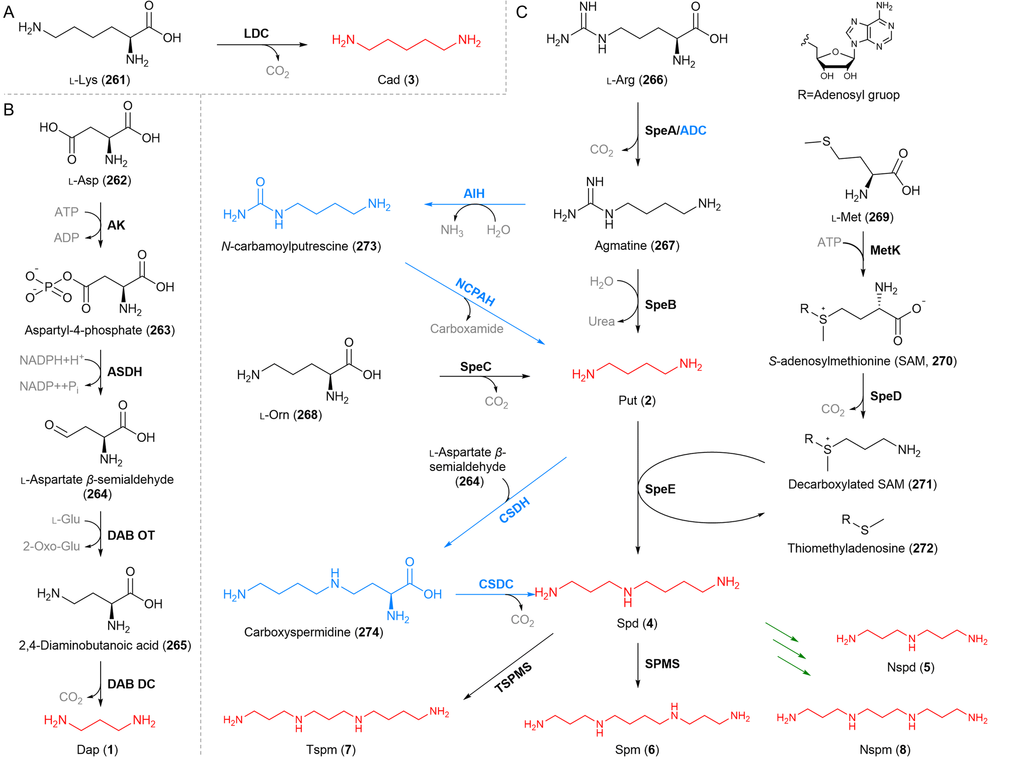 Polyamine-containing natural products: structure, bioactivity, and