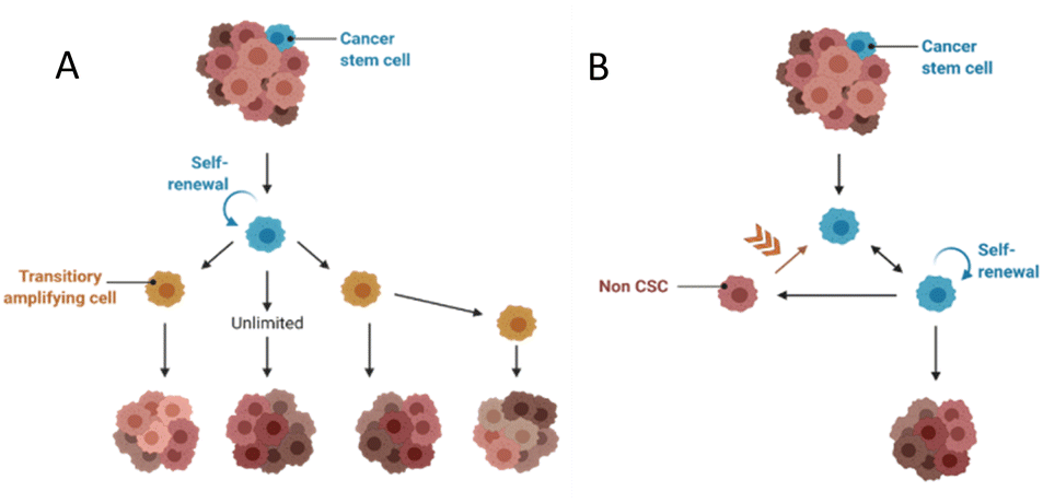 Therapeutic vulnerabilities of cancer stem cells and effects of 