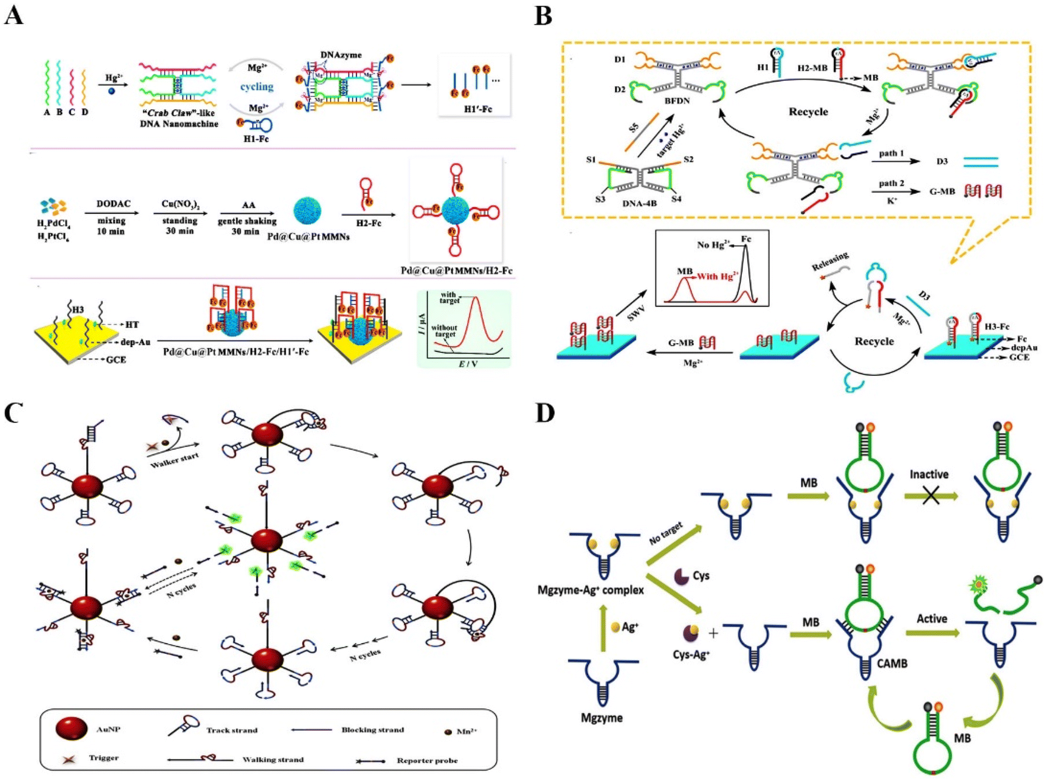 RNA-cleaving DNAzymes for accurate biosensing and gene therapy 