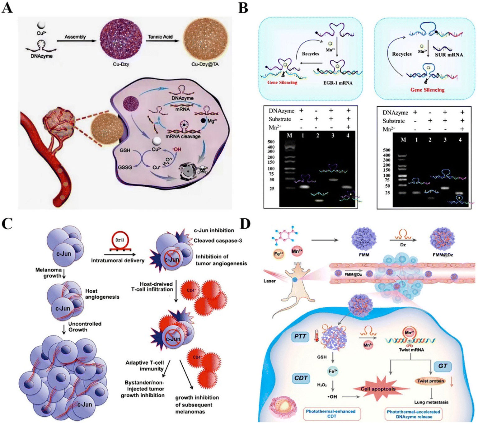 RNA-cleaving DNAzymes for accurate biosensing and gene therapy 