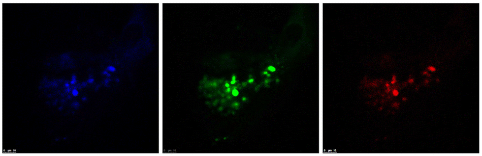 Sensitive hydrazine detection and quantification with a 