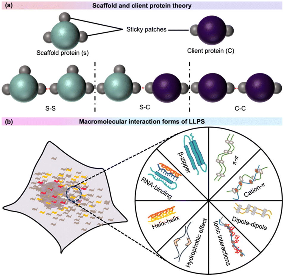 Fluorogenic methodology for visualization of phase separation in chemical  biology - Organic & Biomolecular Chemistry (RSC Publishing)  DOI:10.1039/D3OB00660C