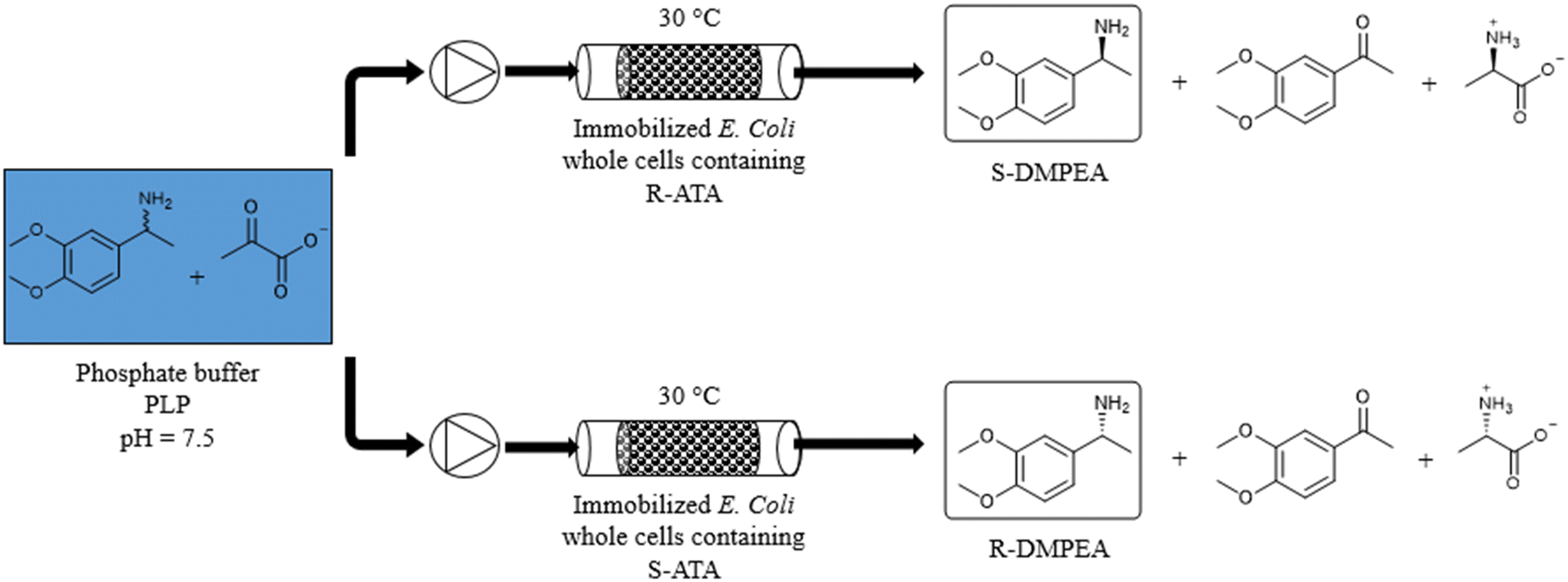 Continuous flow-mode synthesis of (chiral) amines with transaminase: a  strategic biocatalytic approach to essential building blocks - Reaction  Chemistry & Engineering (RSC Publishing) DOI:10.1039/D3RE00210A