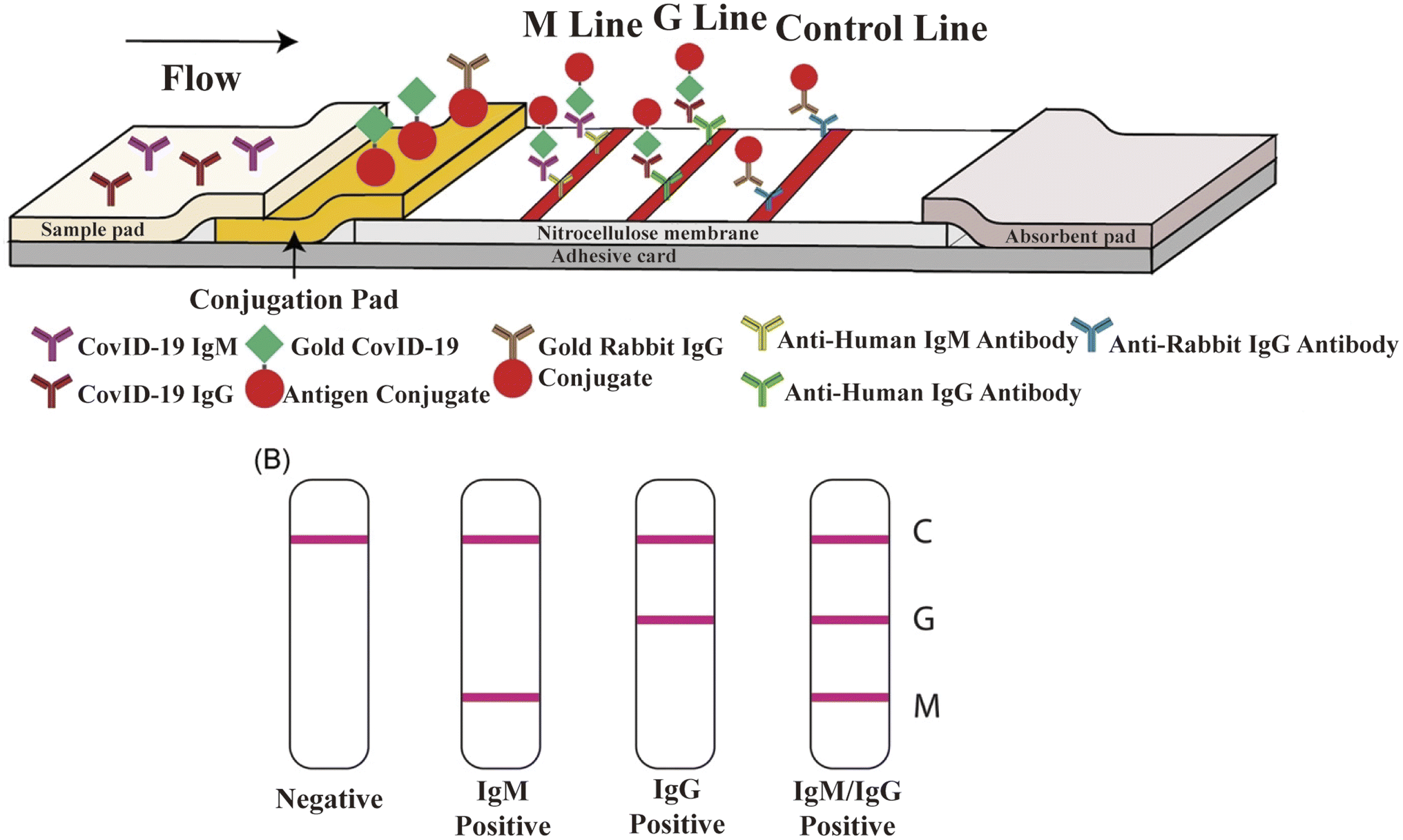 Diagnostics and analysis of SARS-CoV-2: current status, recent