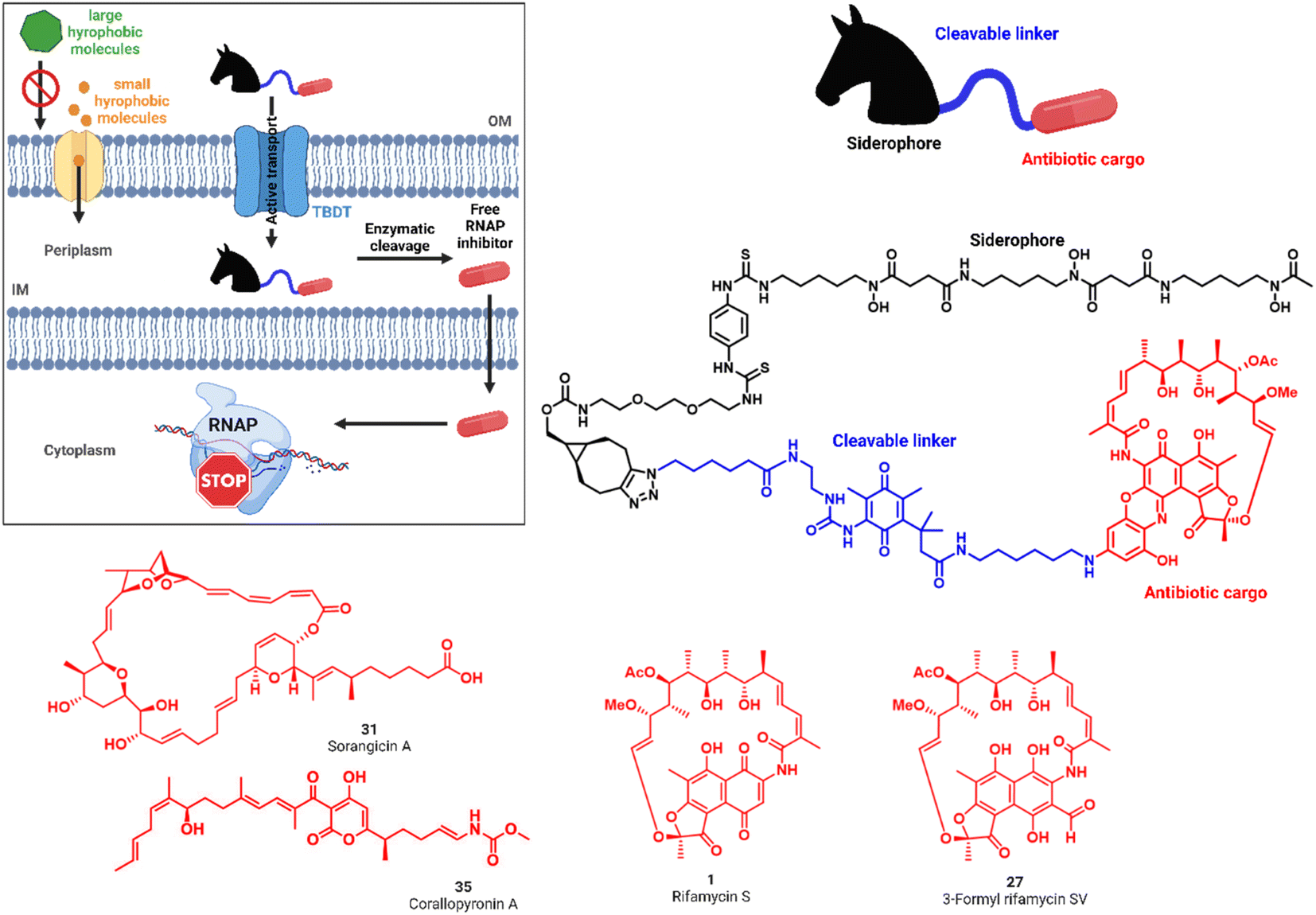 Siderophore conjugation with cleavable linkers boosts the potency of RNA  polymerase inhibitors against multidrug-resistant E. coli - Chemical  Science (RSC Publishing) DOI:10.1039/D2SC06850H