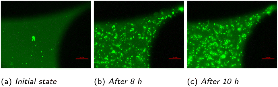 Experimental and numerical investigation of polymer pore-clogging in  micromodels