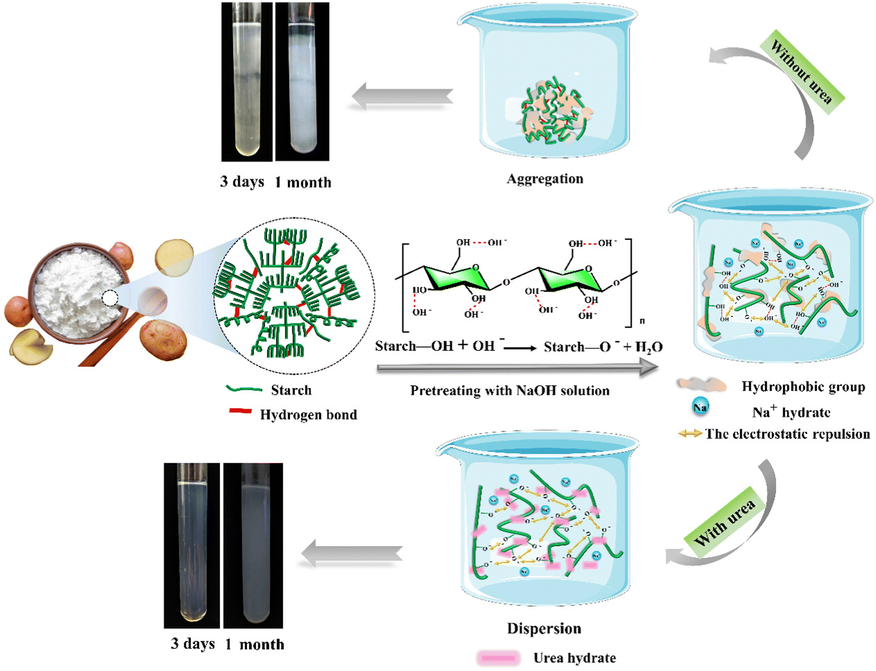 Induction of Maize Starch Gelatinization and Dissolution at Low