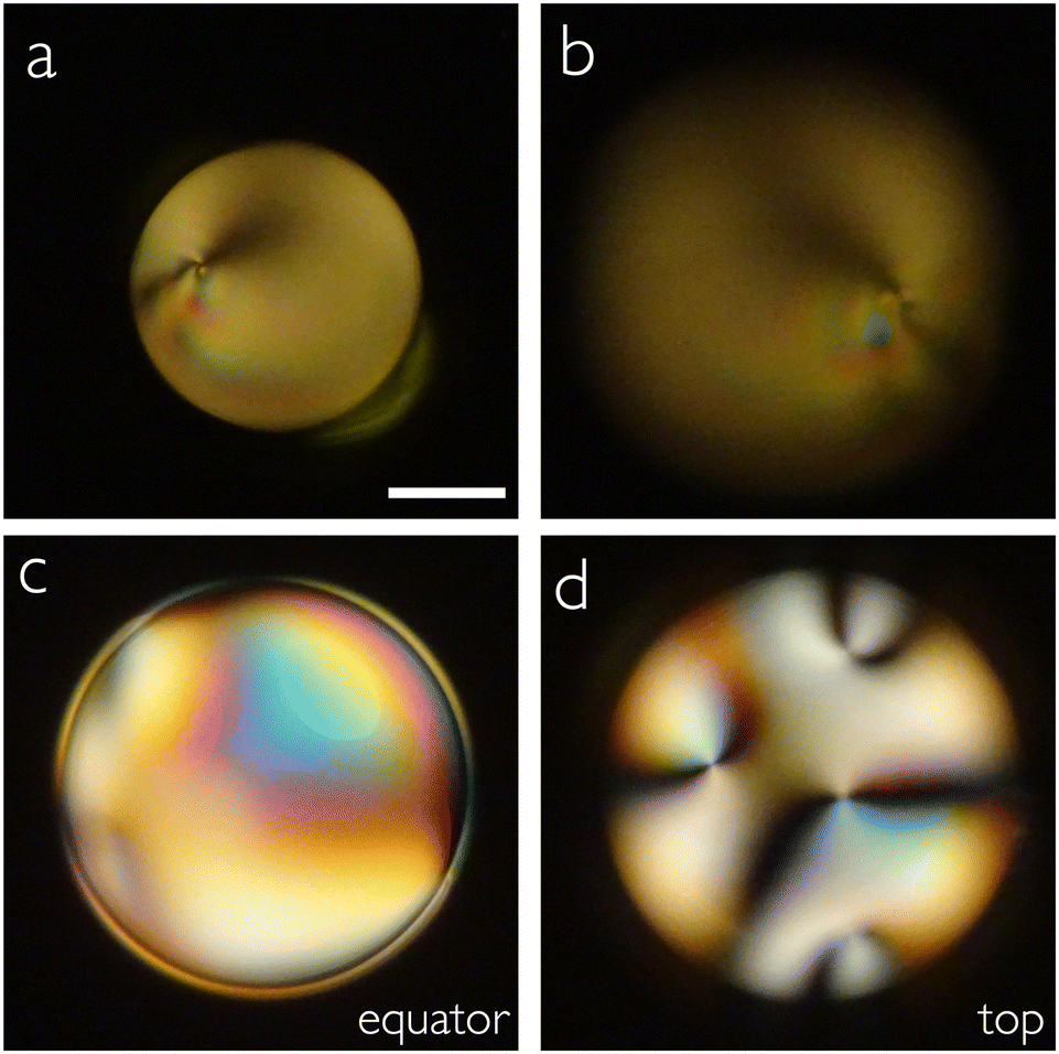 Impact of mesogenic aromaticity and cyano termination on the 