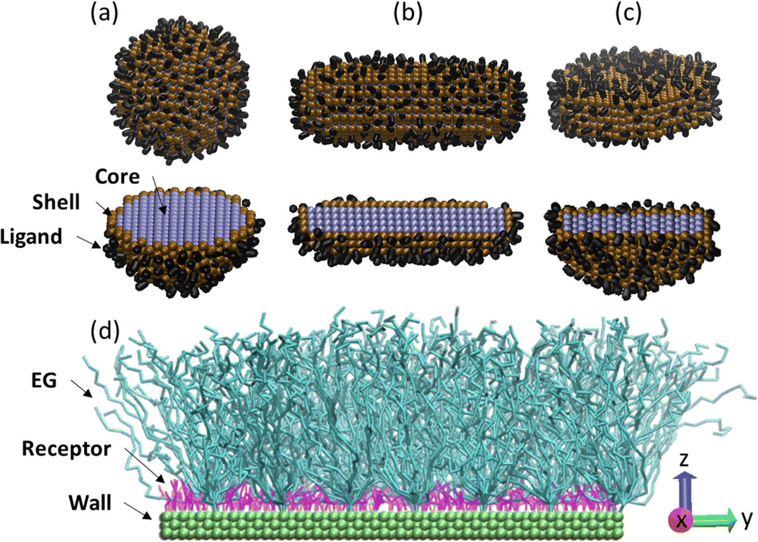 Adhesion dynamics of functionalized nanocarriers to endothelial cells: a  dissipative particle dynamics study - Soft Matter (RSC Publishing)  DOI:10.1039/D3SM00865G