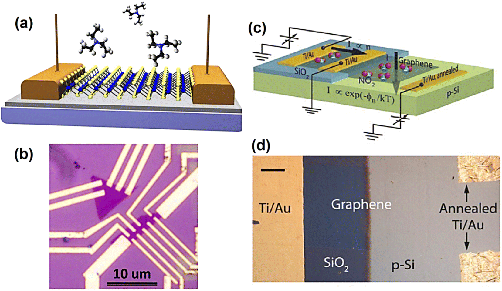 2D material-based sensing devices: an update - Journal of 