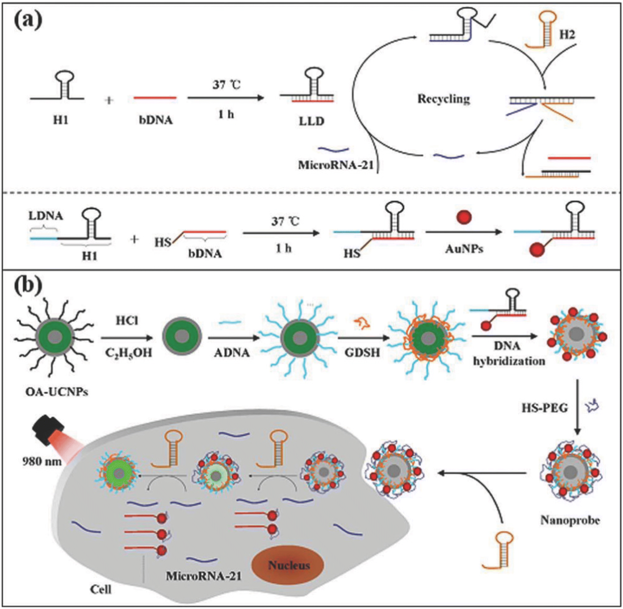 Recent advances in tumor biomarker detection by lanthanide 