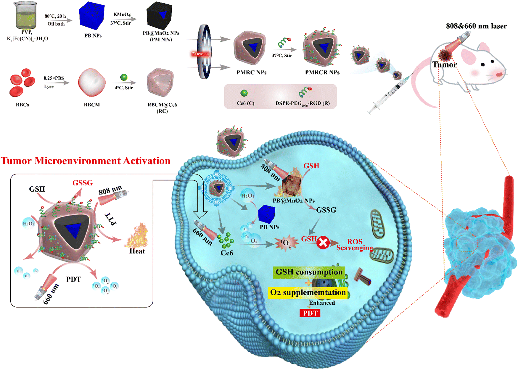 Erythrocyte membrane-camouflaged Prussian blue nanocomplexes for  combinational therapy of triple-negative breast cancer - Journal of  Materials Chemistry B (RSC Publishing) DOI:10.1039/D2TB02289C