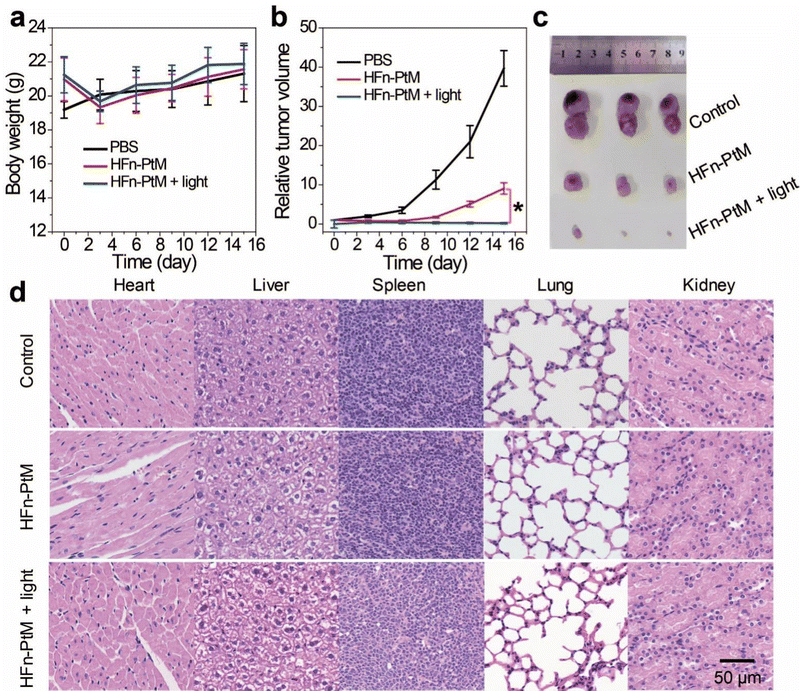 Pt( ii ) metallacycles encapsulated by ferritin enable precise 