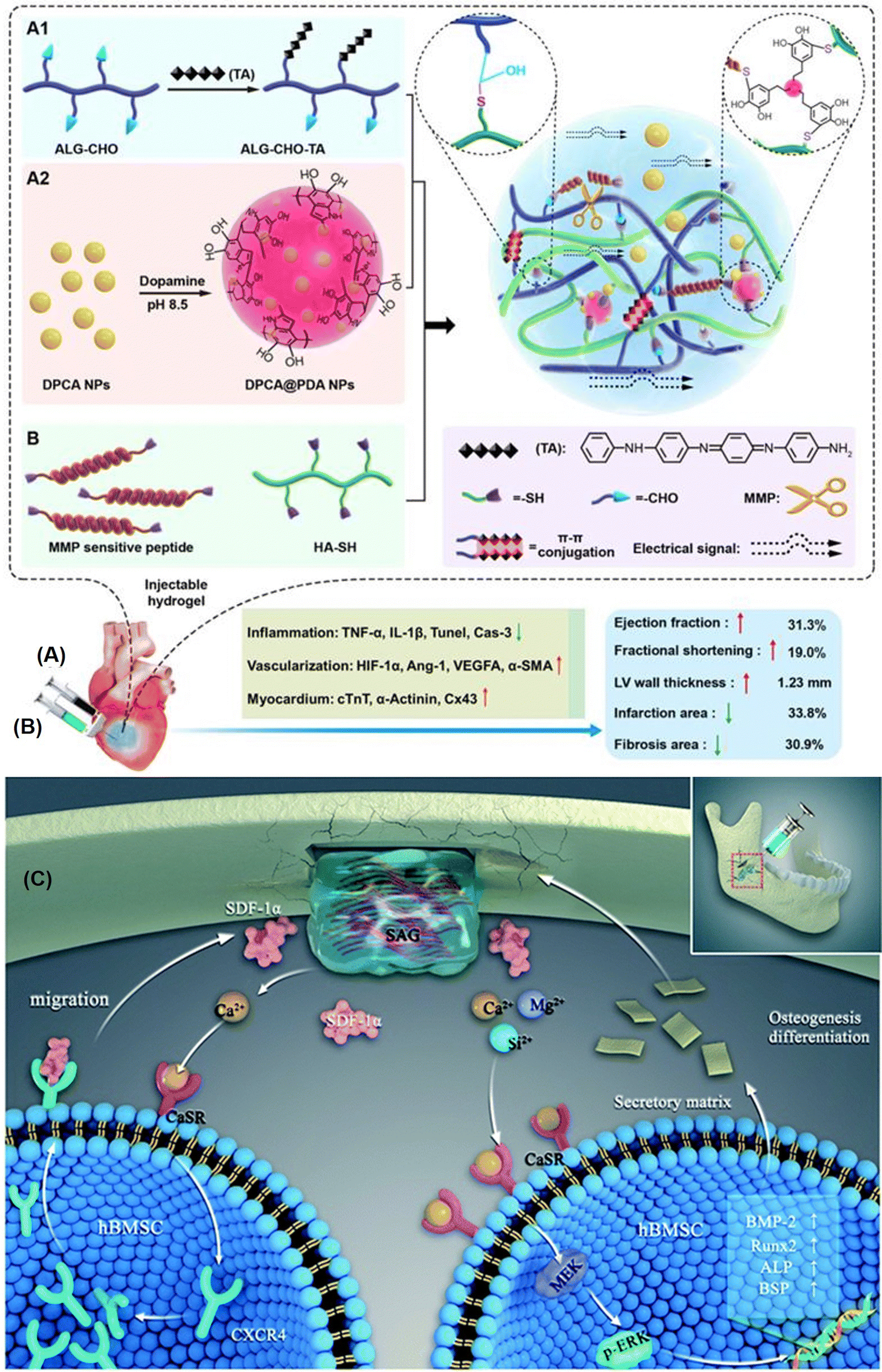 A review on the synthesis and development of alginate hydrogels 