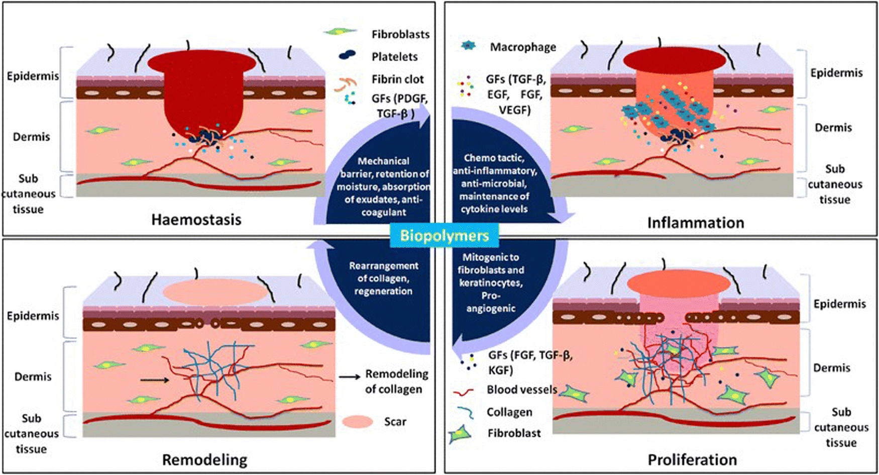 A review on the synthesis and development of alginate hydrogels 