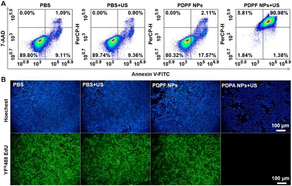 Lysosome- and plasma membrane-accumulative and tumor-targetable 