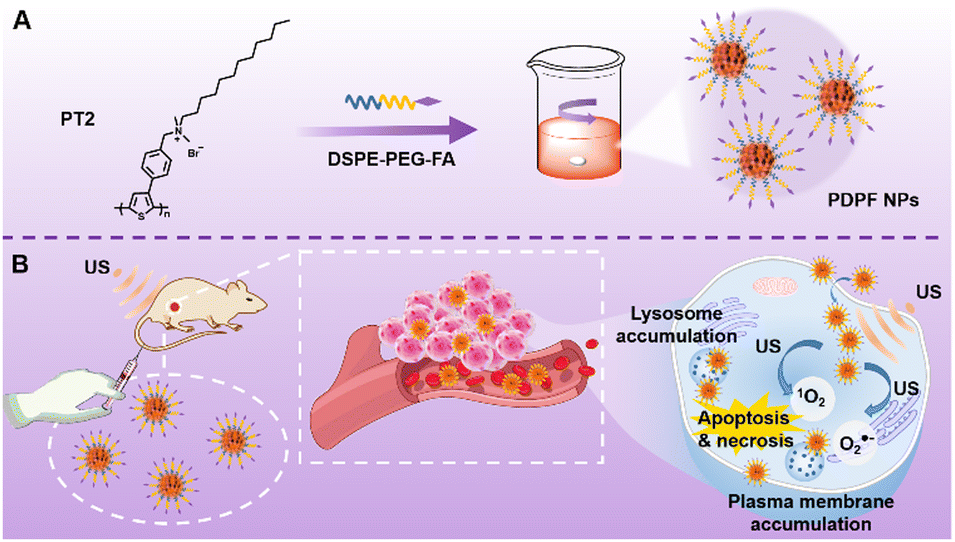 Lysosome- and plasma membrane-accumulative and tumor-targetable 