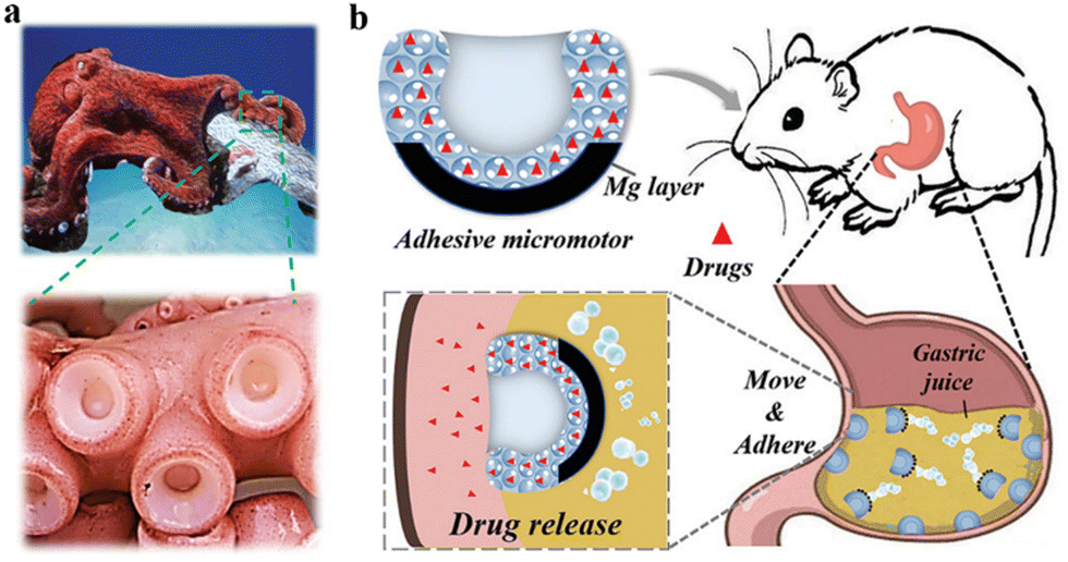 The reaction mechanism of the adhesive layer of the UV release