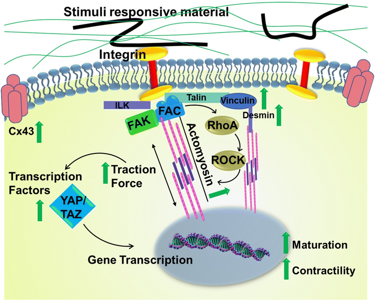 Recent advances in tailoring stimuli-responsive hybrid scaffolds for cardiac  tissue engineering and allied applications - Journal of Materials Chemistry  B (RSC Publishing) DOI:10.1039/D3TB00450C