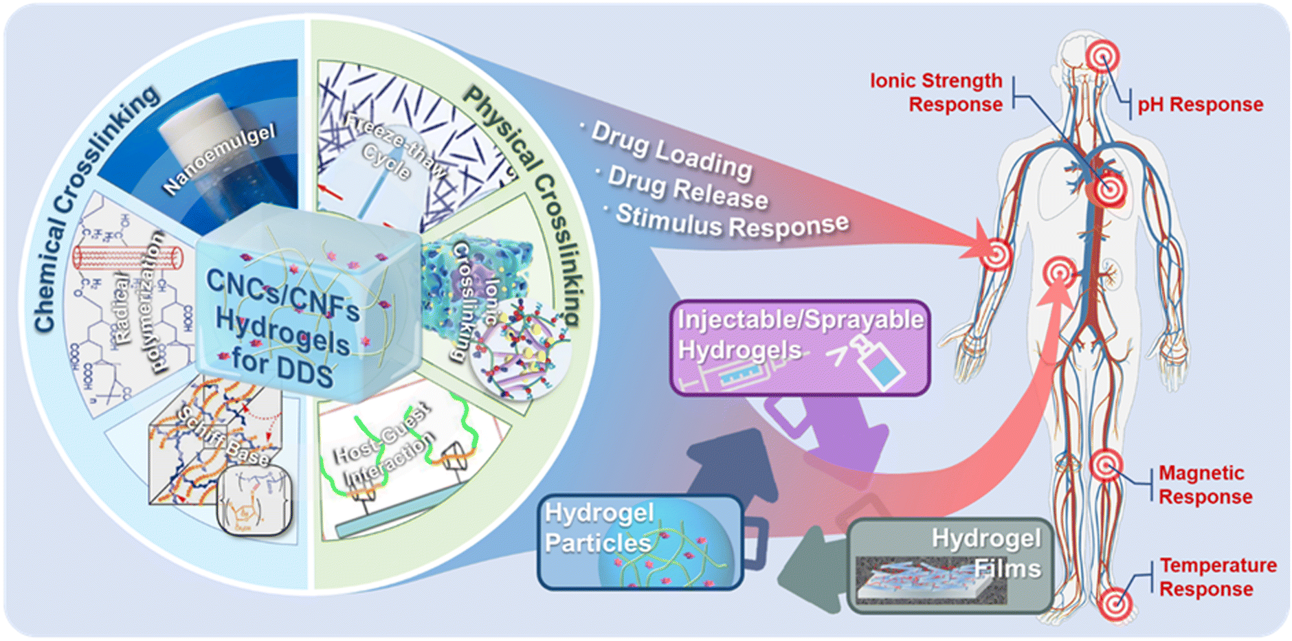 Alginate-based hydrogels as drug delivery vehicles in cancer