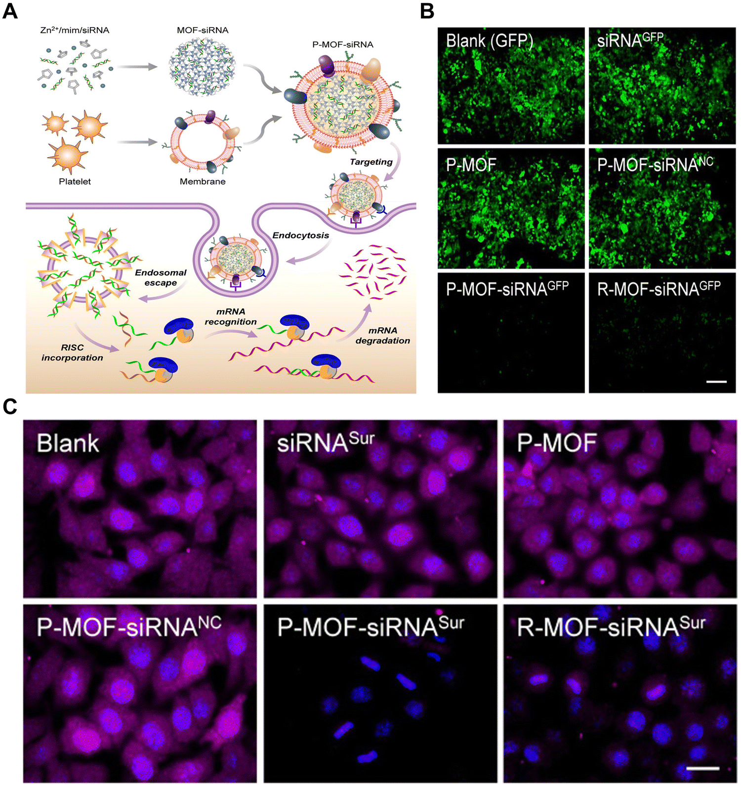 Design and fabrication of intracellular therapeutic cargo delivery