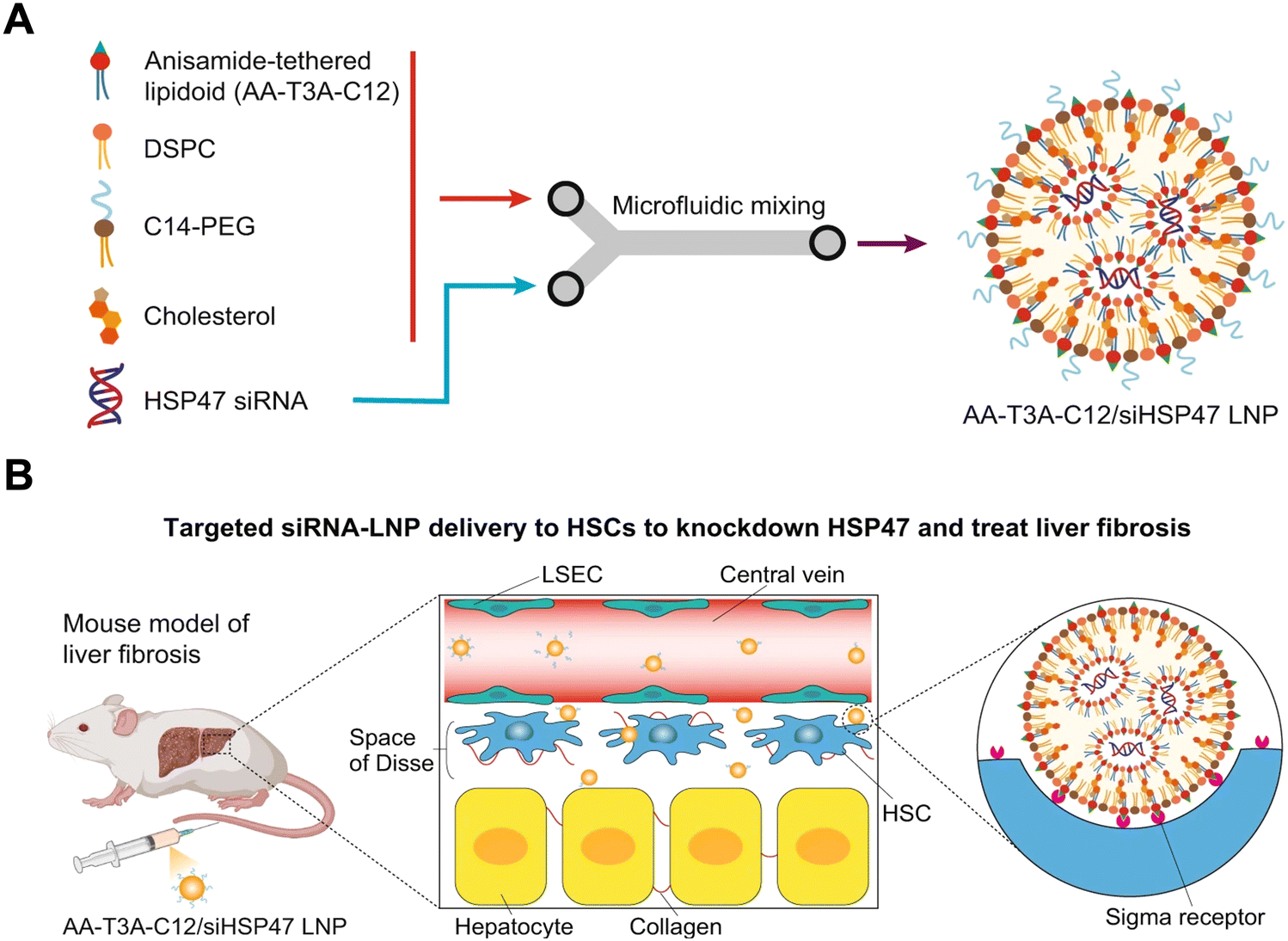 Analysis of DMC1 Knockdowns Generated by the In Vivo siRNA