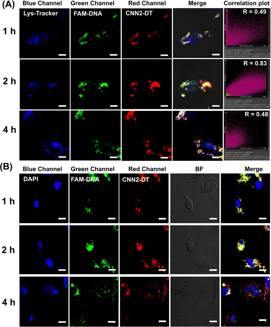 12]aneN 3 -modified camptothecin and PEGylated AIEgens co-assembly 